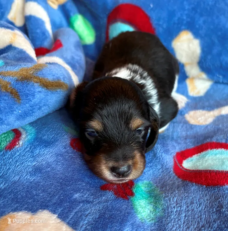 Lightning – Miniature Dachshund puppy for sale in Cullman, AL