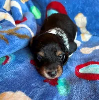 Lightning, a male Miniature Dachshund for sale in Cullman, AL – 1 of 6