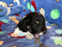 Flash, a male Miniature Dachshund for sale in Cullman, AL – 2 of 6