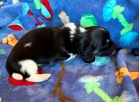 Flash, a male Miniature Dachshund for sale in Cullman, AL – 4 of 6