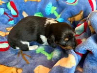 Lightning, a male Miniature Dachshund for sale in Cullman, AL – 2 of 6