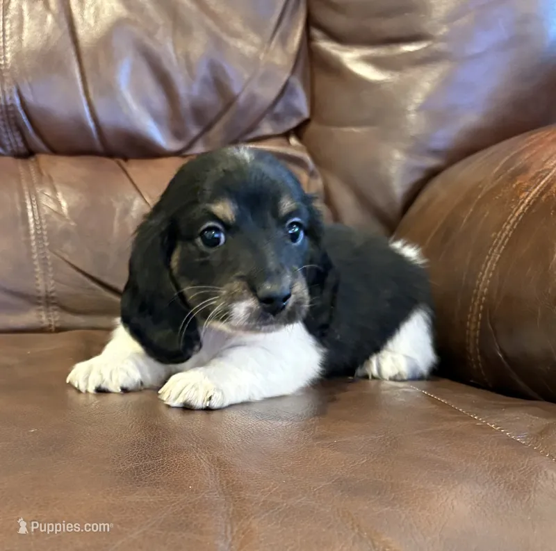 Flash – Dachshund, Miniature Dachshund puppy for sale in Cullman, AL