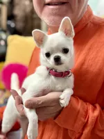 LUCY, a female Chihuahua for sale in Crestline, CA – 4 of 4