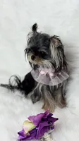 MICRO Marsha, a female Yorkshire Terrier for sale in Crestline, CA – 2 of 6