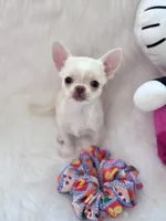 CLOUDY, a female Chihuahua for sale in Crestline, CA – 1 of 7