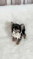 MICRO Marsha, a female Yorkshire Terrier for sale in Crestline, CA – 4 of 6