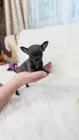 GISELLE, a female Chihuahua for sale in Crestline, CA – 5 of 8