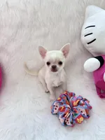 CLOUDY, a female Chihuahua for sale in Crestline, CA – 5 of 7