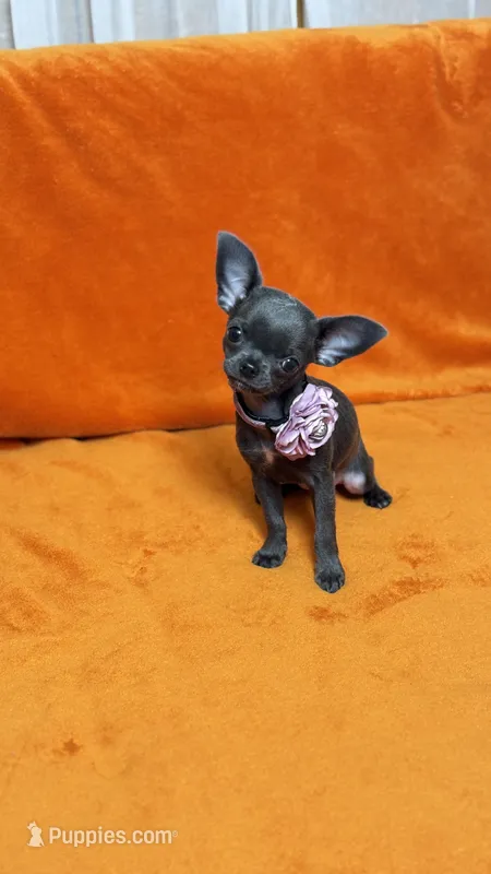 GISELLE – Chihuahua puppy for sale in Crestline, CA