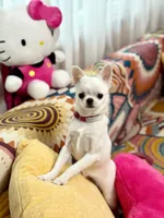LUCY, a female Chihuahua for sale in Crestline, CA – 3 of 4