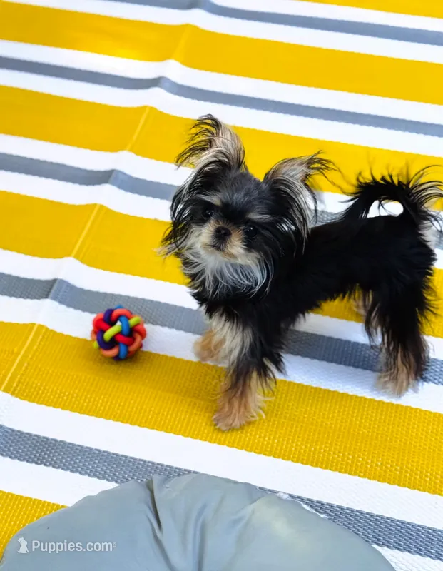 T-Cup Marsha – Yorkshire Terrier puppy for sale in Crestline, CA