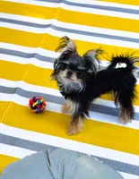 T-Cup Marsha, a female Yorkshire Terrier for sale in Crestline, CA – 1 of 4