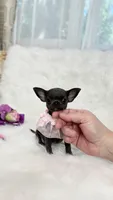 GISELLE, a female Chihuahua for sale in Crestline, CA – 8 of 8
