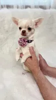 CLOUDY, a female Chihuahua for sale in Crestline, CA – 8 of 8