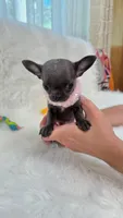 GISELLE, a female Chihuahua for sale in Crestline, CA – 1 of 8