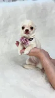 CLOUDY, a female Chihuahua for sale in Crestline, CA – 2 of 8
