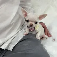 TULSI T-Cup, a female Chihuahua for sale in Crestline, CA – Photo 5 of 8