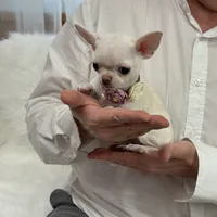 TULSI T-Cup, a female Chihuahua for sale in Crestline, CA – Photo 6 of 8