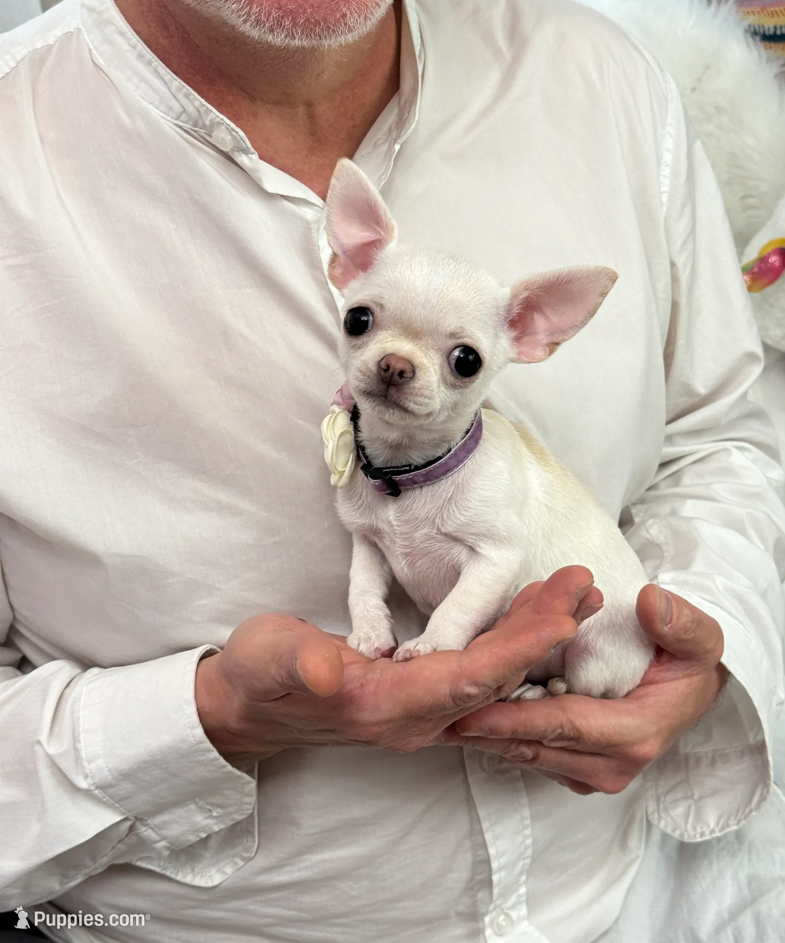 TULSI T-Cup, a female Chihuahua for sale in Crestline, CA – Photo 1 of 8