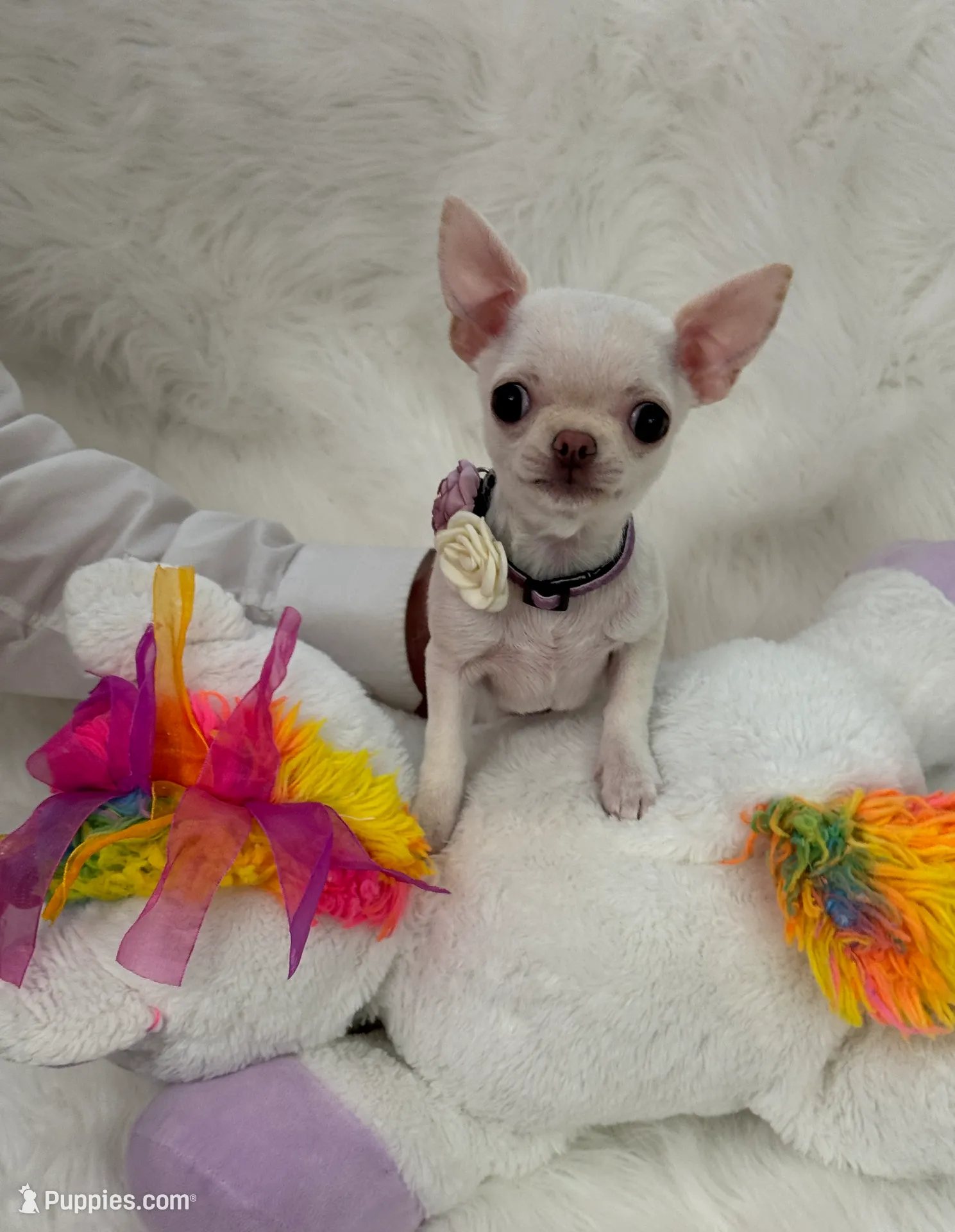 TULSI T-Cup, a female Chihuahua for sale in Crestline, CA – Photo 3 of 8