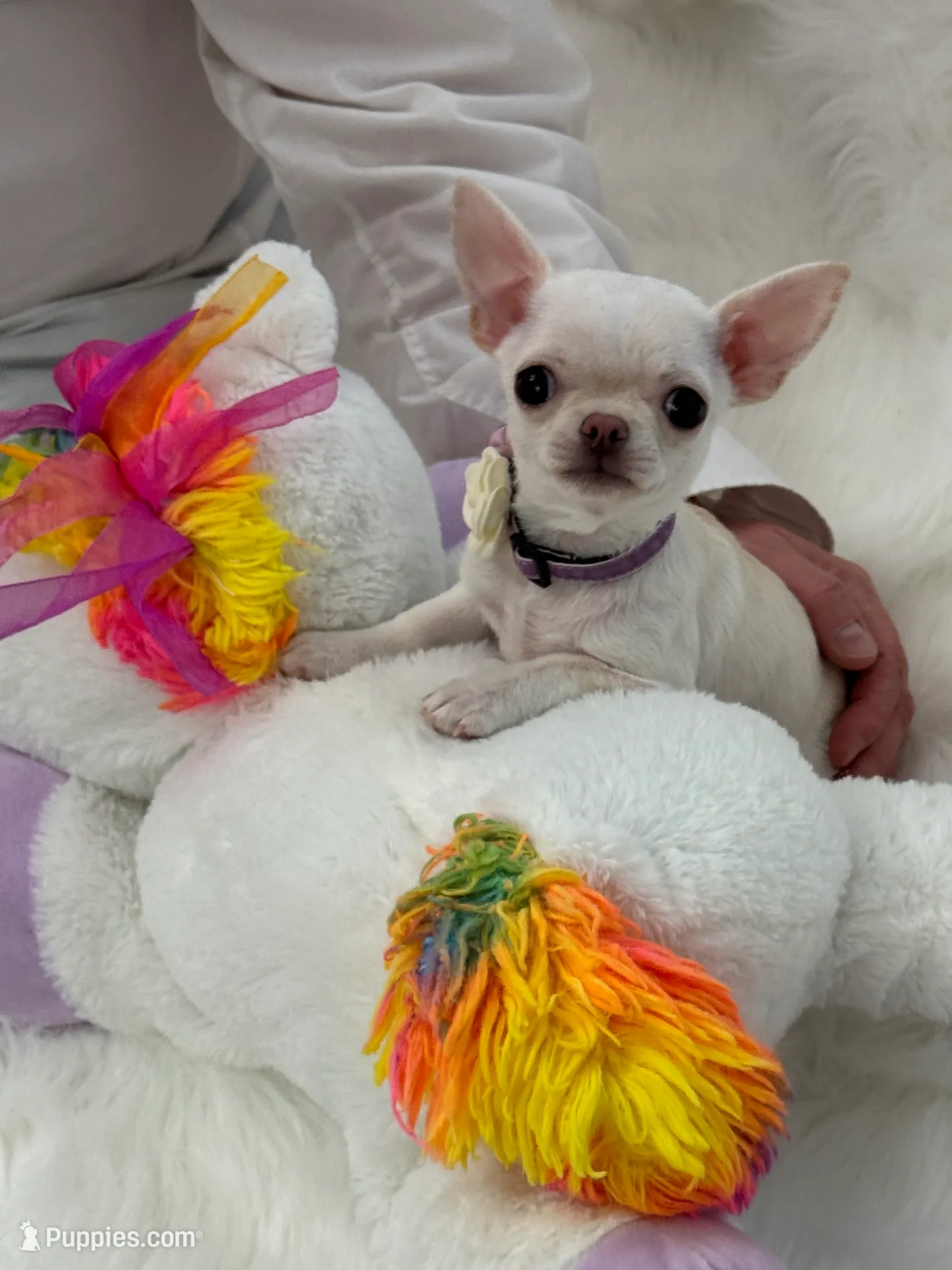 TULSI T-Cup, a female Chihuahua for sale in Crestline, CA – Photo 2 of 8