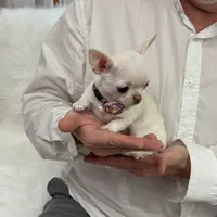 TULSI T-Cup, a female Chihuahua for sale in Crestline, CA – Photo 4 of 8