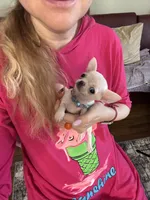 TULSI T-Cup, a female Chihuahua for sale in Crestline, CA – Photo 7 of 8