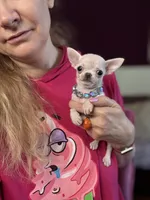 TULSI T-Cup, a female Chihuahua for sale in Crestline, CA – Photo 8 of 8