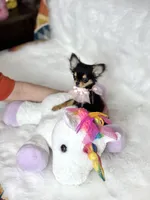 Mercy T-Cup, a female Chihuahua for sale in Crestline, CA – Photo 2 of 5