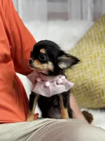 Mercy T-Cup, a female Chihuahua for sale in Crestline, CA – Photo 3 of 5