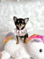 Mercy T-Cup, a female Chihuahua for sale in Crestline, CA – Photo 4 of 5