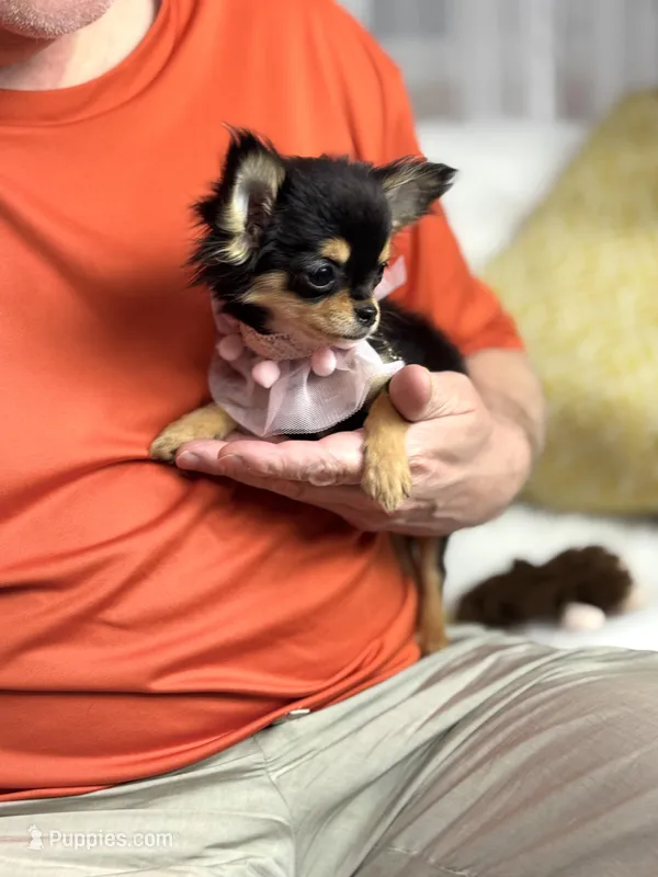 Mercy T-Cup – Chihuahua puppy for sale in Crestline, CA