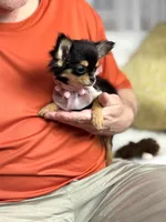 Mercy T-Cup, a female Chihuahua for sale in Crestline, CA – Photo 1 of 5