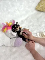 Mercy T-Cup, a female Chihuahua for sale in Crestline, CA – Photo 5 of 5