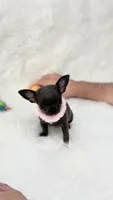 GISELLE, a female Chihuahua for sale in Crestline, CA – 2 of 8