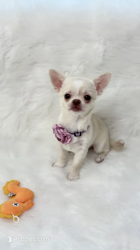 CLOUDY – Chihuahua puppy for sale in Crestline, CA