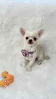 CLOUDY, a female Chihuahua for sale in Crestline, CA – 1 of 8