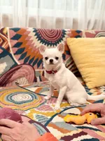 LUCY, a female Chihuahua for sale in Crestline, CA – 2 of 4