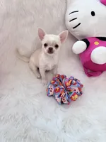 CLOUDY, a female Chihuahua for sale in Crestline, CA – 2 of 7