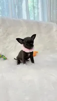 GISELLE, a female Chihuahua for sale in Crestline, CA – 7 of 8