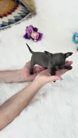 GISELLE, a female Chihuahua for sale in Crestline, CA – 3 of 8