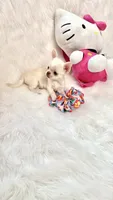 CLOUDY, a female Chihuahua for sale in Crestline, CA – 6 of 7
