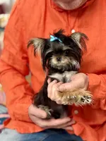 T-Cup Marsha, a female Yorkshire Terrier for sale in Crestline, CA – 4 of 4