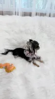 MICRO Marsha, a female Yorkshire Terrier for sale in Crestline, CA – 5 of 6