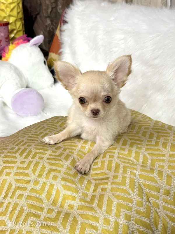 Chill – Chihuahua puppy for sale in Crestline, CA