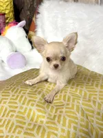 Chill, a male Chihuahua for sale in Crestline, CA – Photo 1 of 5