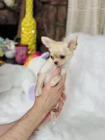 Chill, a male Chihuahua for sale in Crestline, CA – Photo 4 of 5