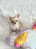 Chill, a male Chihuahua for sale in Crestline, CA – Photo 3 of 5