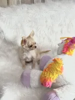 Chill, a male Chihuahua for sale in Crestline, CA – Photo 5 of 5