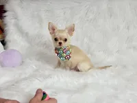 Chill, a male Chihuahua for sale in Crestline, CA – Photo 2 of 5